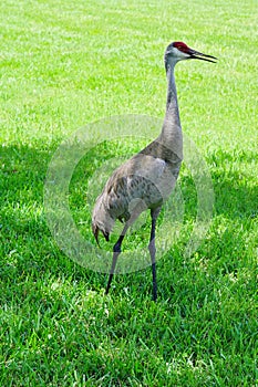 Crane on grassland, florida, USA