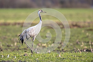 Crane in green grass field