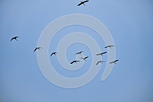 Crane group in the sky in V formation. Migratory birds on their return journey
