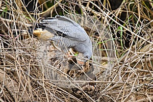 Crane Hawk on Fallen Log Digging for Food