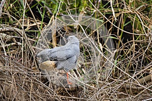 Crane Hawk on Fallen Log Looking Backwards