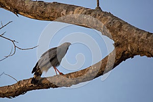 Crane Hawk on Forked Tree Branch at Dusk