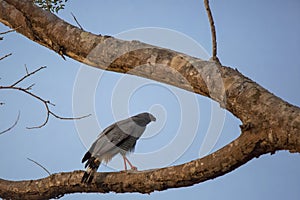 Crane Hawk on Forked Tree Branch at Dusk