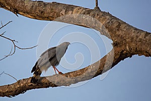 Crane Hawk on Forked Tree Branch at Dusk photo