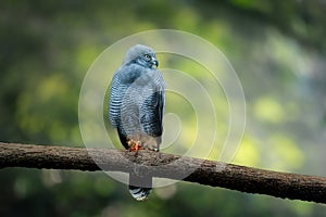 Crane Hawk - Bird of Prey