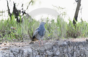 Crane Hawk (Geranospiza caerulescens) in Brazil