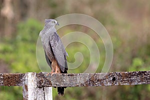 Crane Hawk (Geranospiza caerulescens) perched on a wooden fence in the Brazilian caatinga