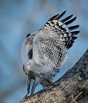 Crane hawk lands on a branch in Pantanal, Brazil