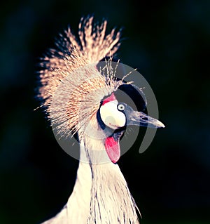 Crane head dark background