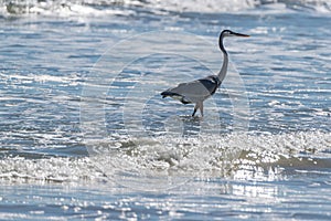 The Crane Hunting Fish in the Surf