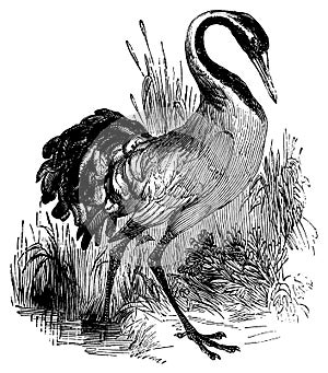 Crane I Antique Bird Illustrations