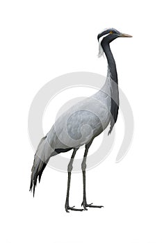 Crane isolated on a white