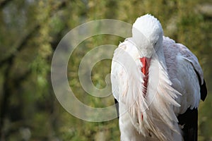 A crane with its beak buried in its breast feathers