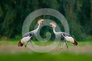 Crane love. Grey crowned crane, bird love, Balearica regulorum, with dark background. Bird head with gold crest in heavy rain,