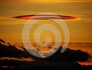 Crane migration at sunset - Nationalpark Neusiedler Lake Seewinkel Burgenland Austria