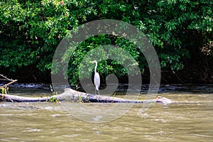 Crane in Nicaragua