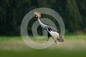 Crane in rain. Grey crowned crane, Balearica regulorum, with dark background. Bird head with gold crest in beautiful evening sun l