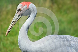 Crane with Red Head
