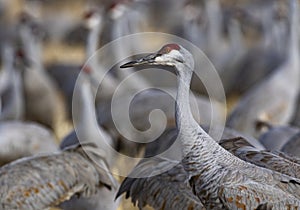Crane on regal stroll through the flock
