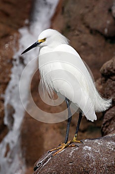 Crane on rocks