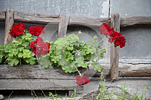 crane's-bill flower and wooden ladder