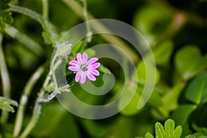 Crane`s bill geranium Geranium molle wildflower blooming in San Francisco bay area, California