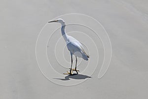 Crane with shadow