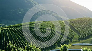 Crane shot of the sceneric wineyard with amazing landscape in the backgrounds