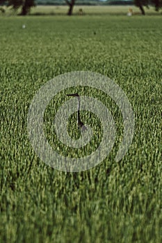 A crane shows his neck over a grass field