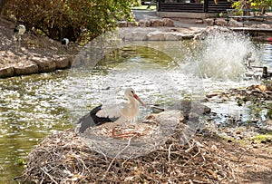 Crane  sits on a nest in Gan Guru kangaroo park in Kibutz Nir David in the north of Israel