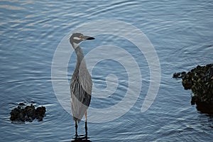 Crane standing in the Port Charlotte and Punta Gorda bay in Florida photo