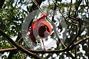 Exotic bird posing: the crane
