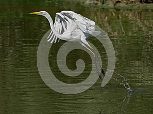 a crane takes off from the water in a small lake