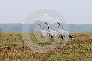 Crane trio in field near Hermannshof in Germany photo