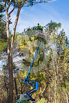 Crane view with two gardener operators pruning a tree in a park in Madrid, Spain