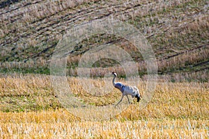 Crane walking on a field