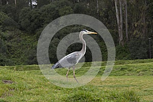 A crane walking on grass