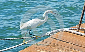 A Crane Walks the Rope over Blue Water