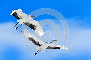 Crane, winter scene with snowflakes. Wildlife scene from snowy nature. Two Red-crowned cranes in snowy meadow, Hokkaido, Japan.