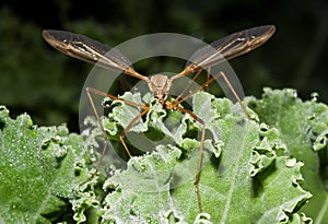 Cranefly on Borecole photo