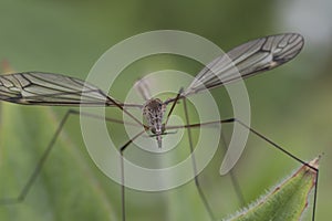 Cranefly close up