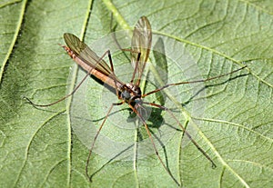A Cranefly or daddy-long-legs photo