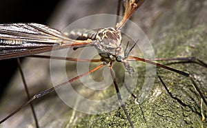 Cranefly family Tipulidae up close