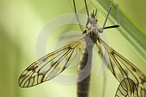 Cranefly (female)