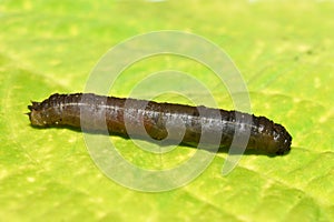 Cranefly larvae on green background photo