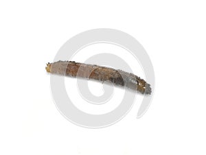 Cranefly larvae isolated on white