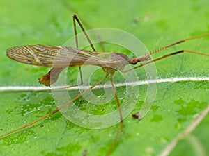 Cranefly On Leaf 2 photo