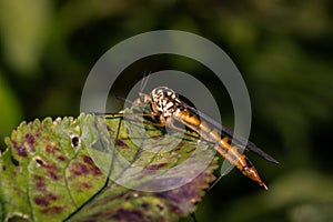 Cranefly on leaf in garden