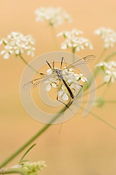 Cranefly (Lipsothrix nigristigma) photo