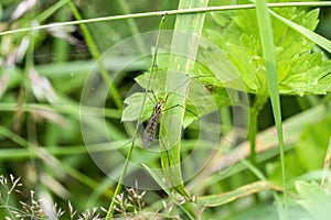 Cranefly Nephrotoma scalaris photo